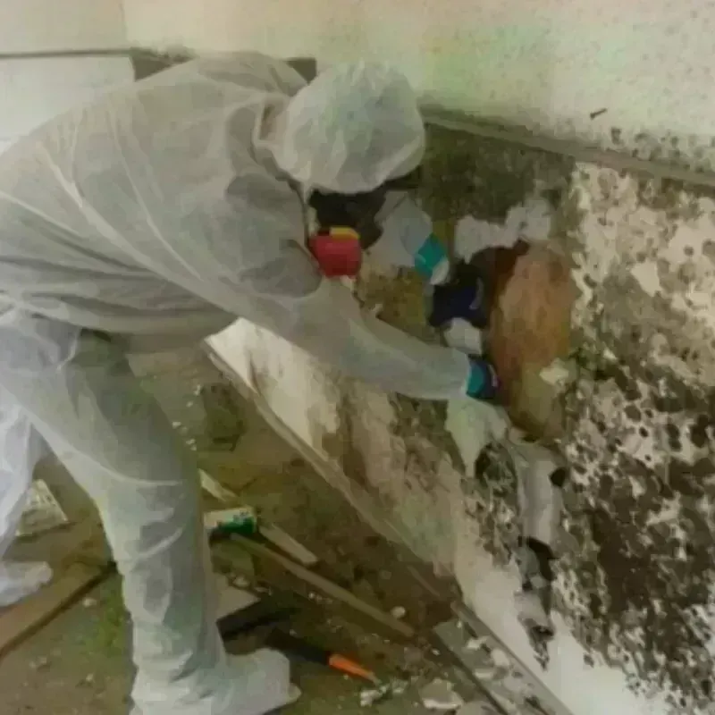 Mold Remediation and Removal in Baird, TX